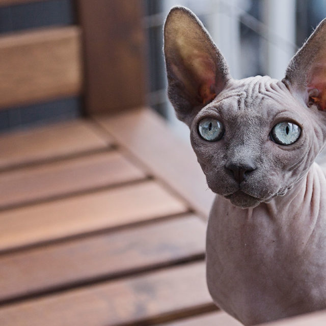 The Cat